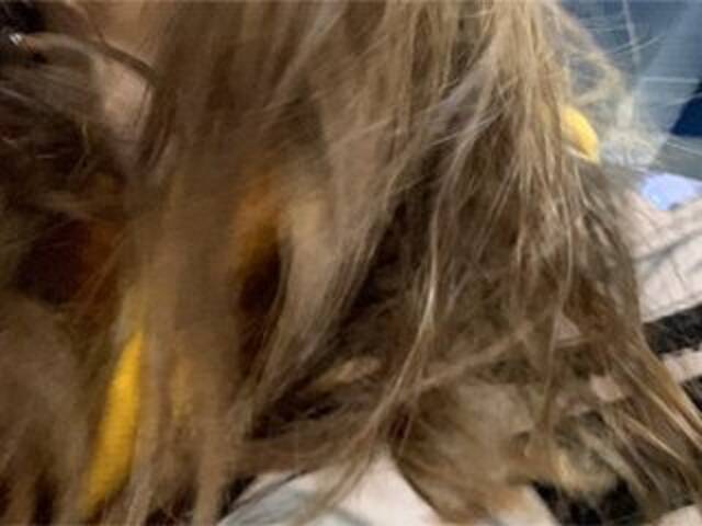 Sändningsbilder Eliness