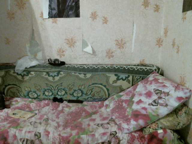 Sändningsbilder kar0linaa666