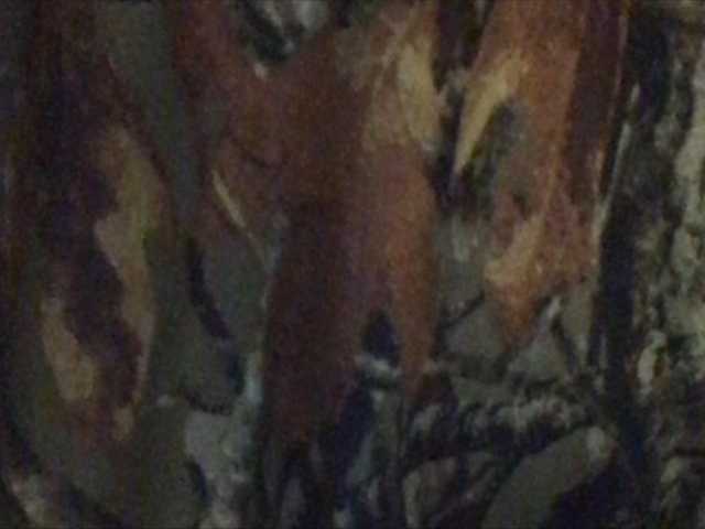 Sändningsbilder shawtyyredd