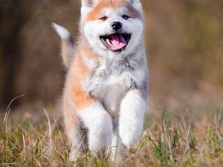 Erotisk videochatt Val309a